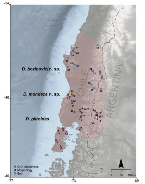 The approximate distribution of monitos del Monte in southern Chile and Argentina, with localities where the three species have been identified. From D'Elia et al. (2016).