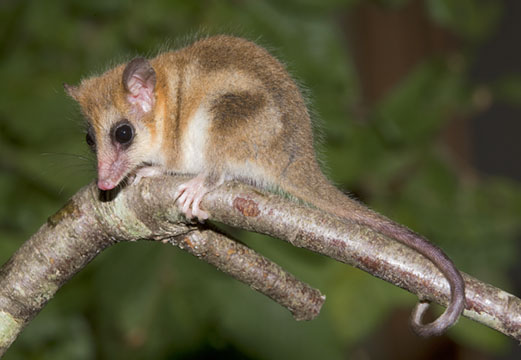 A monito del monte (Dromiciops sp.) from the region near Valdivia, Chile. Photo courtesy of Mark A. Chappell.