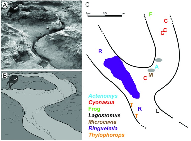 Mammalian predator–prey relationships and reoccupation of burr