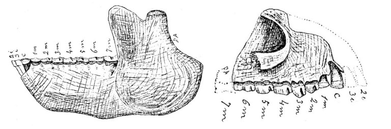 notopithecus-ameghino-1897