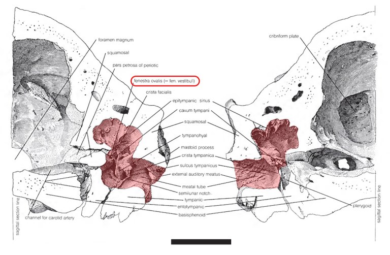 Patterson Eremotherium Small.jpg