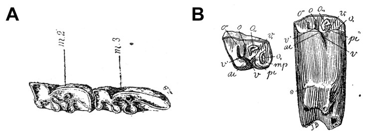 Ameghino 1891 - 1904 Noto Argyro.jpg