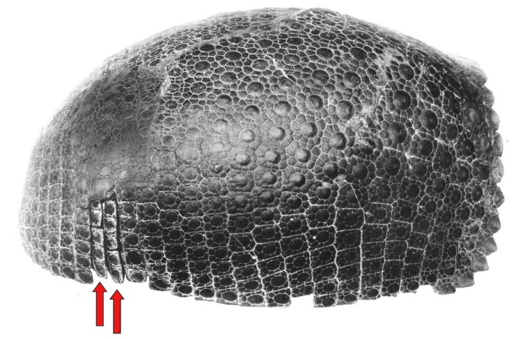 Propalae Hinged Carapace.jpg