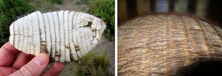 Zaedyus and Chaetophractus Shells.jpg