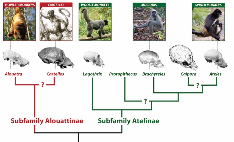 Phylogeny Sm.jpg