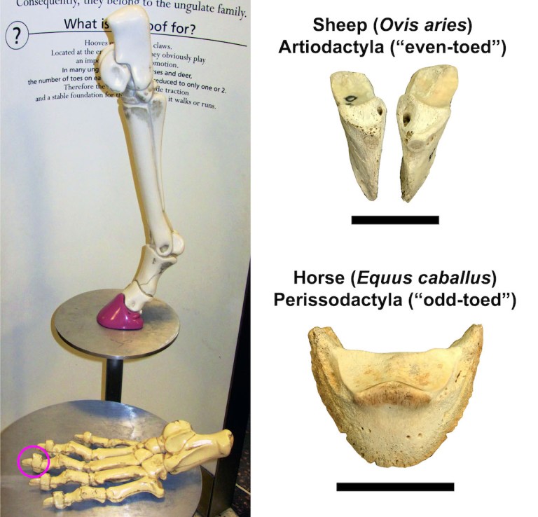 Figure 1 Modern Ungulates.jpg