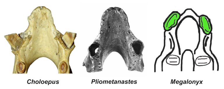 Megalonychid Caniniforms.jpg