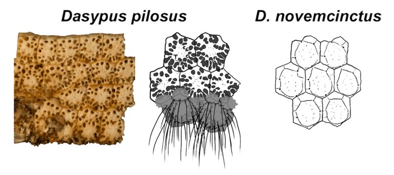 Figure 3 Osteoderms.jpg