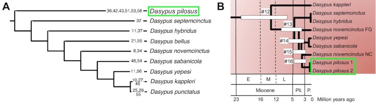 FIgure 4 Phylogeny.jpg