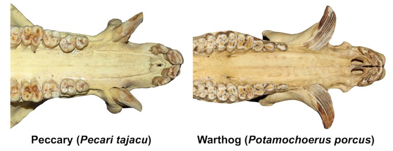 Figure 1 Canines Sm.jpg