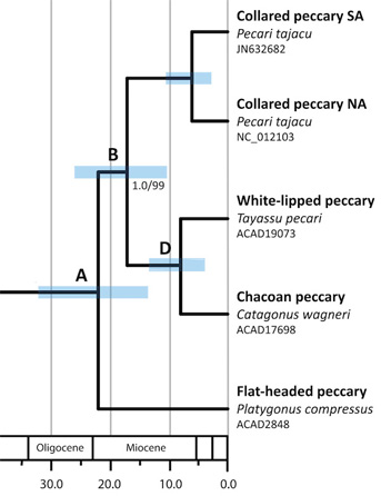 Figure 4 Peccary Cladogram Sm2.jpg