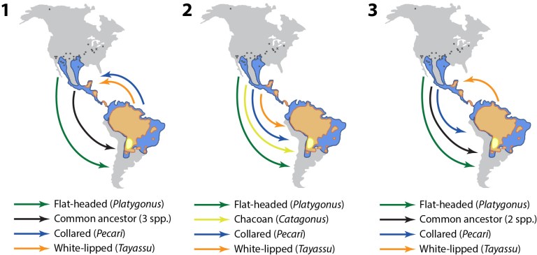 Figure 5 Peccary Map.jpg