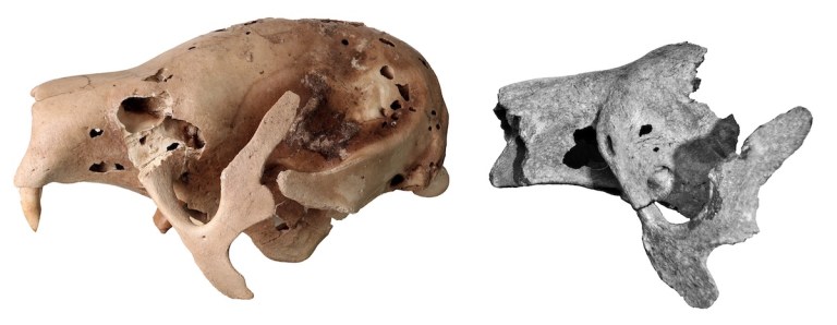 Figure 4 Sloth Crania.jpg