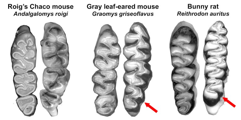 Fig. X Sigmodontine Teeth.jpg