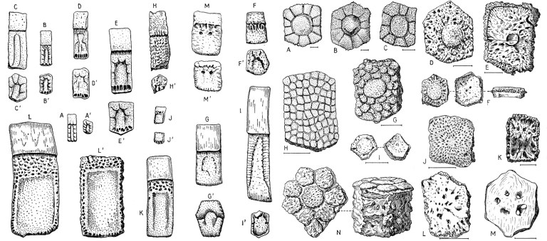 Figure 1 Osteoderms.jpg