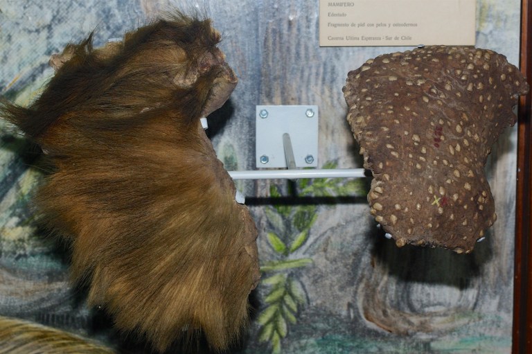 MACN Mylodon Pelt.jpg