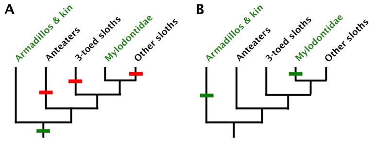 Octeoderm Cladograms.jpg