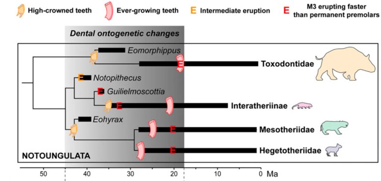 Cladogram.jpg