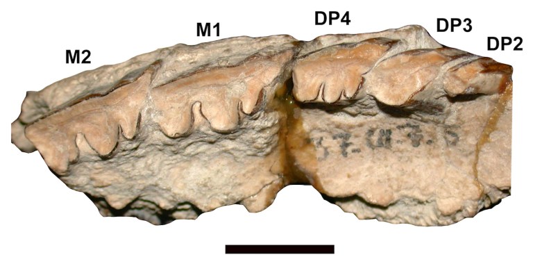 Pseudotypotherium carhuense.jpg