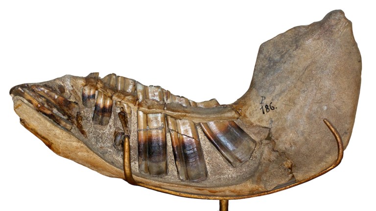 Toxodont jaw hypsodonty prep.jpg