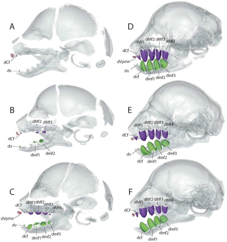 Fig. 3 Sloth Devo.jpg