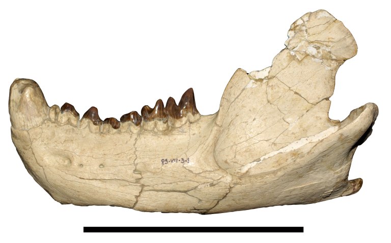 Fig. 2 Arctodictis.jpg