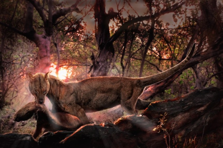 Fig. X Borhyaena tuberata.jpg