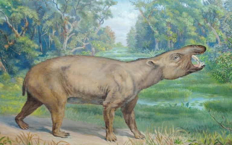 Fig. 1 Hansen Astrapotherium.jpg