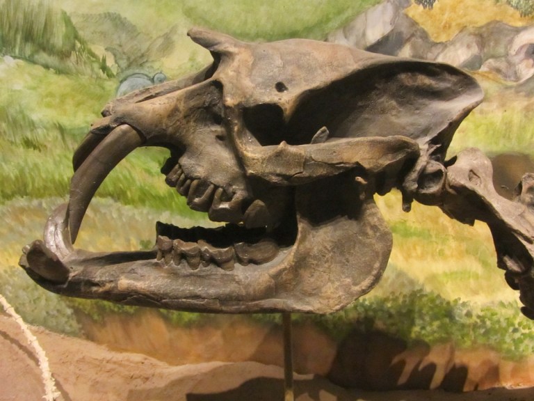 Fig. 2 Astrapotherium skull.jpg