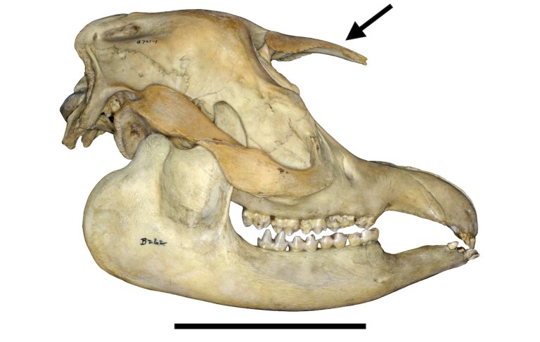 Fig. 4 Tapir Skull.jpg