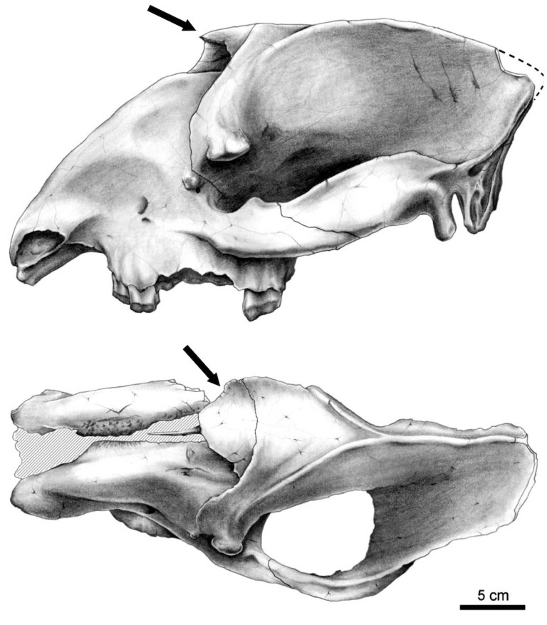 Fig. 5 Astraponotus.jpg