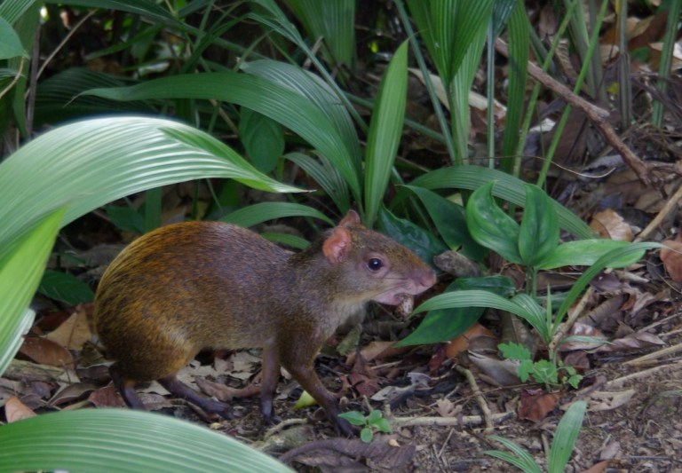 Agouti (Dasyprocta punctata) (1).jpg