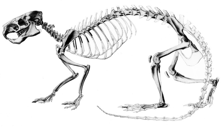 Fig. 1 Neoreomys Scott 1905 Sm.jpg