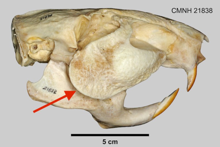 Paca skull.jpg